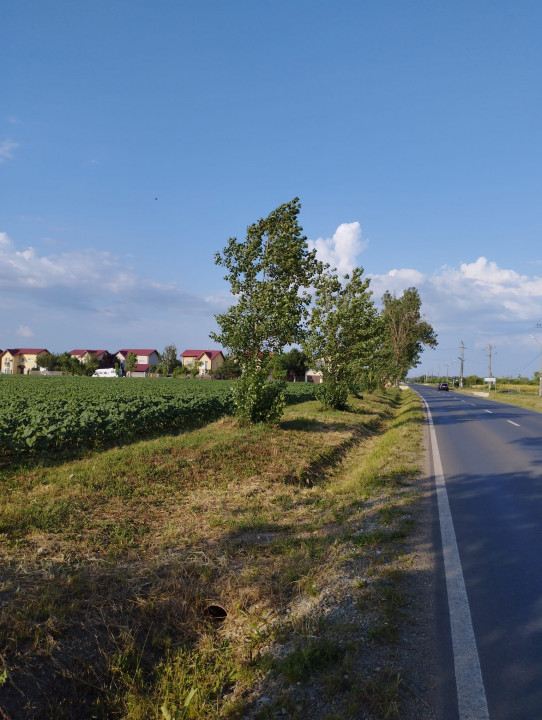 SE VINDE TEREN 5000 MP INTRAVILAN, MIXT IN ZONA BALOTESTI SPRE AUTOSTRADA A3  