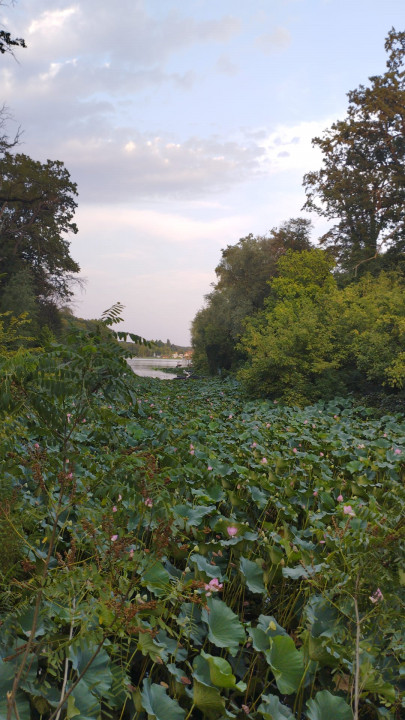 SUPER  OCAZIE TEREN 4000MP DE VANZARE IN SNAGOV CU DESCHIDERE LA LACUL SNAGOV