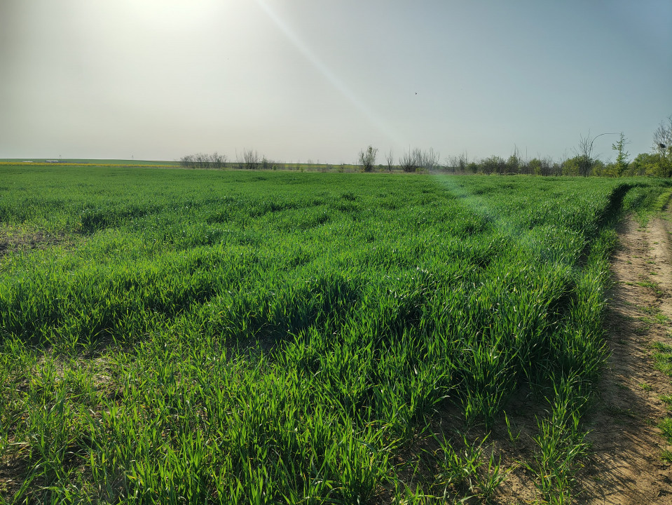 Teren investitie Cernica, Posta